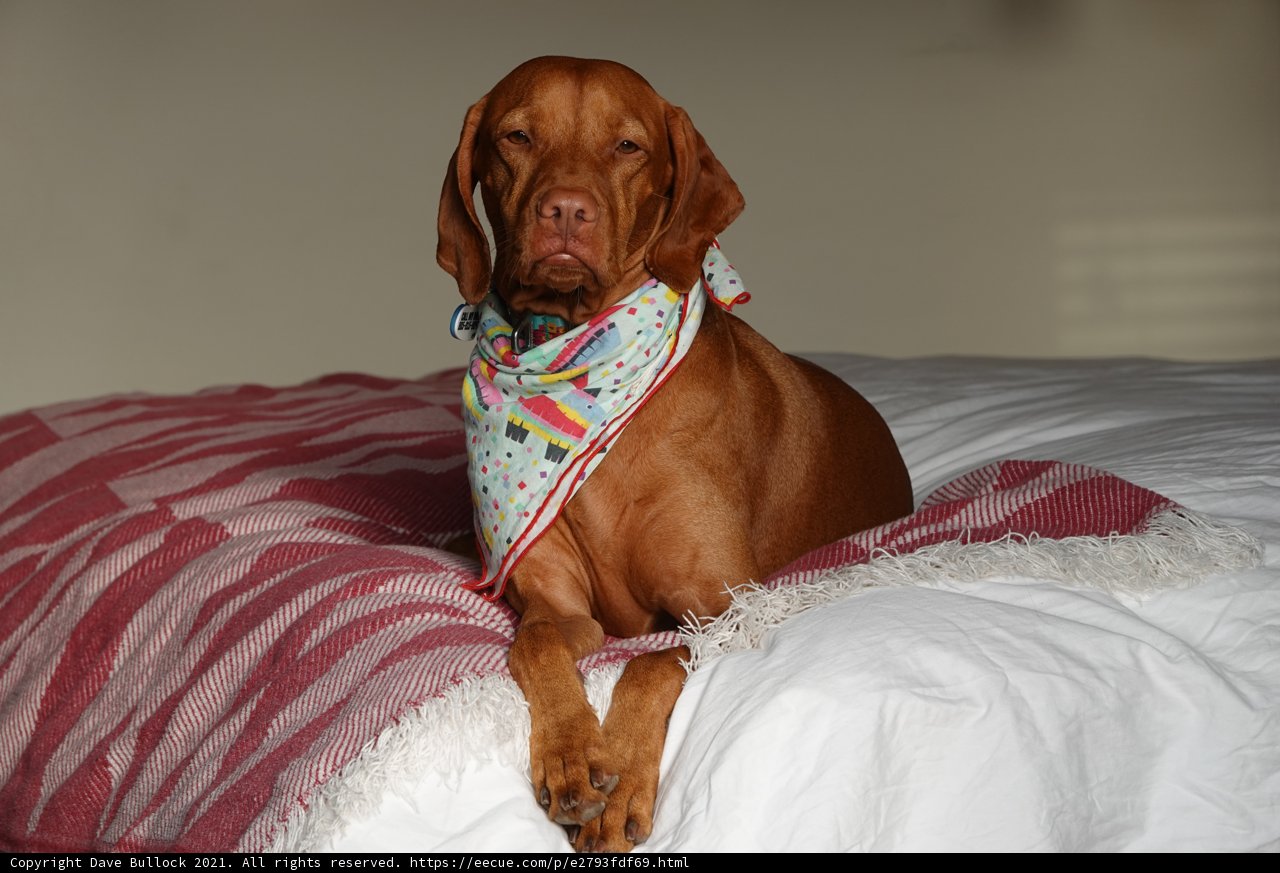 Comfy Canine