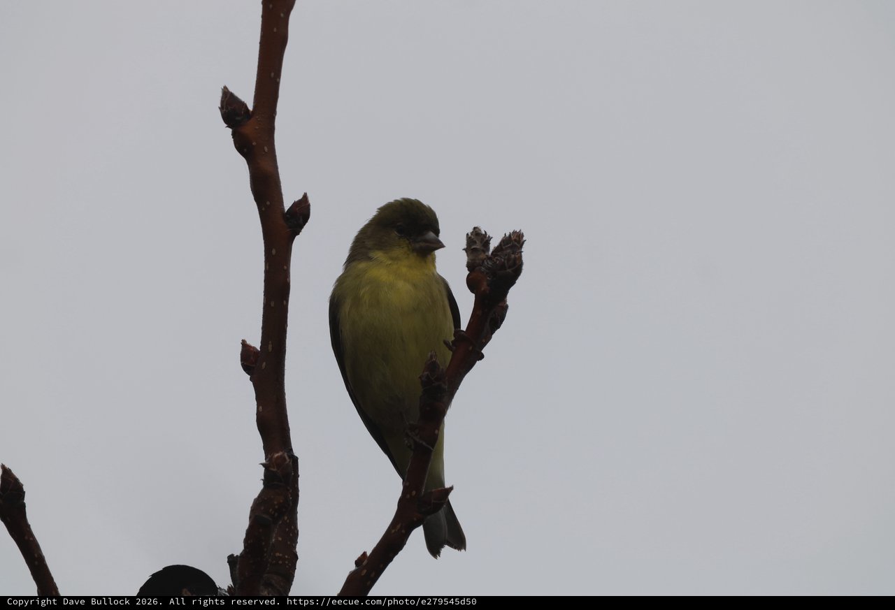 Lesser Goldfinch Perched on Bare Winter Branch