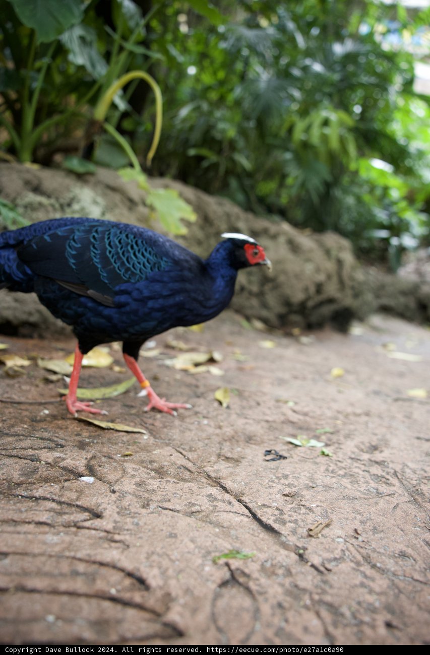 Colorful Marvel at Disney's Animal Kingdom