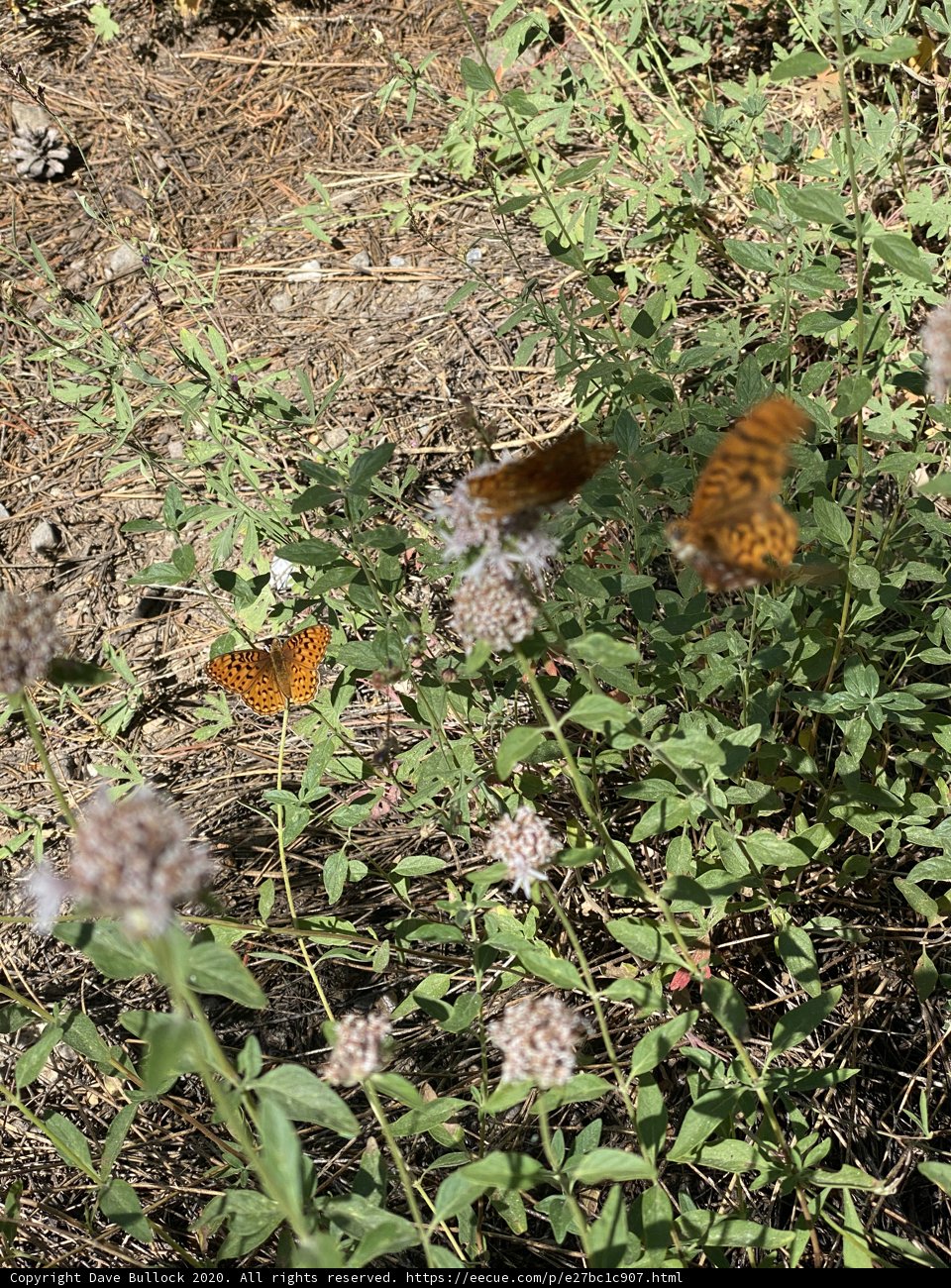 Symphony of Butterflies