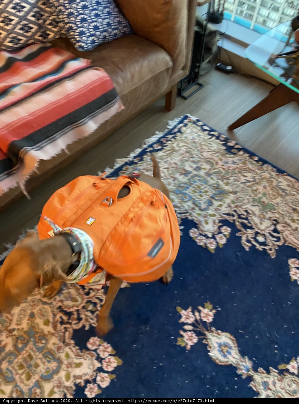 The Handy Hound
