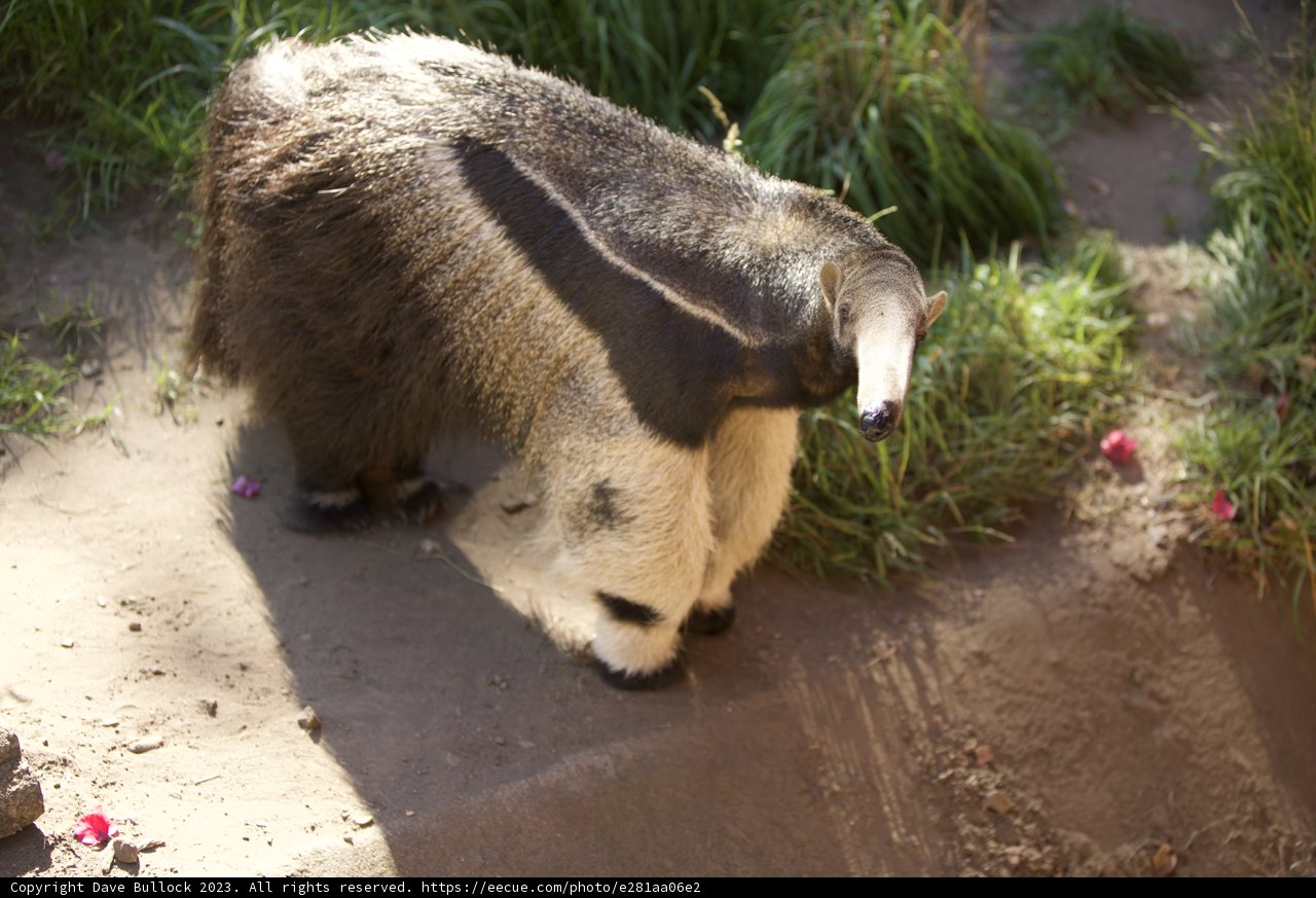 Majestic Anteater at SF Zoo