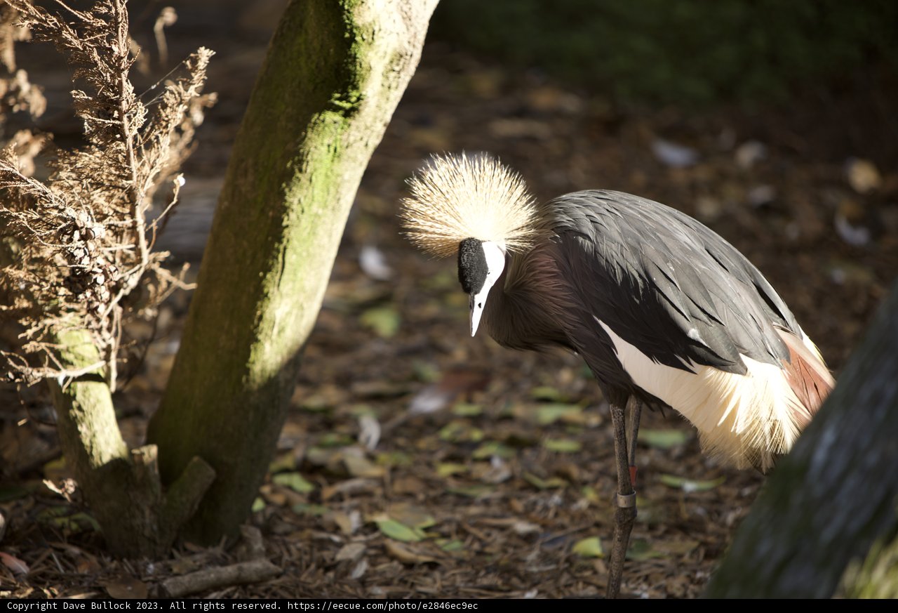 Majestic Crane by the Tree