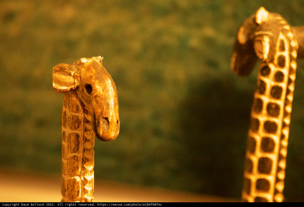Jewels of the Savannah