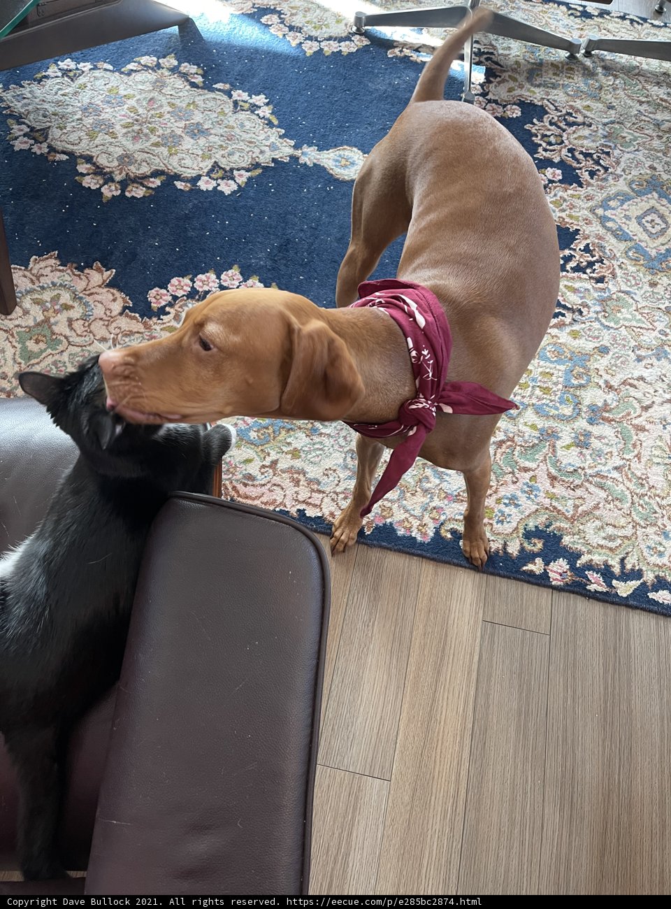 Playtime Buddies