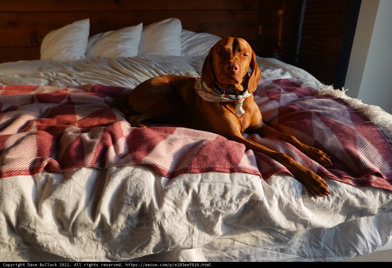 Cozy Canine on a Comforting Blanket
