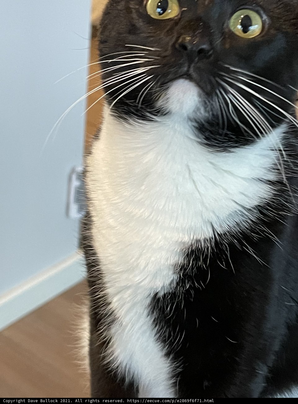 Regal Feline