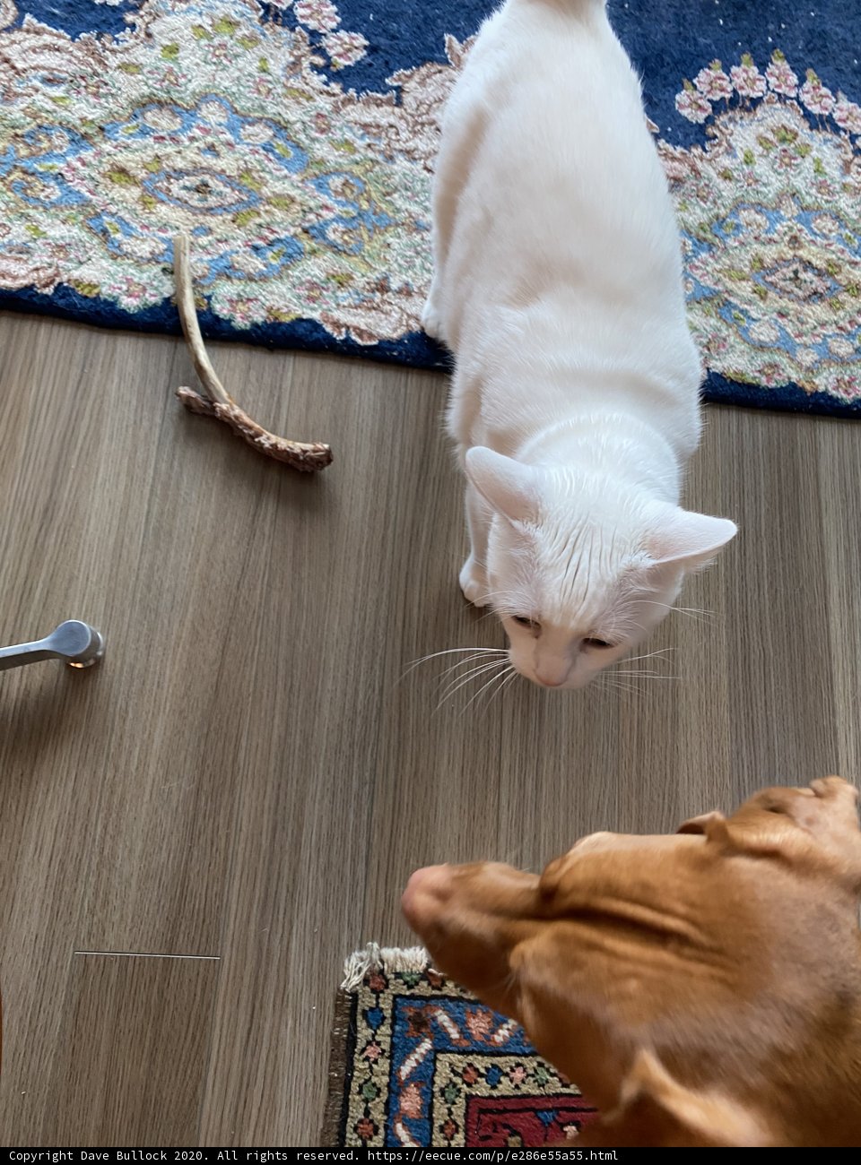 A Feline and Canine Encounter