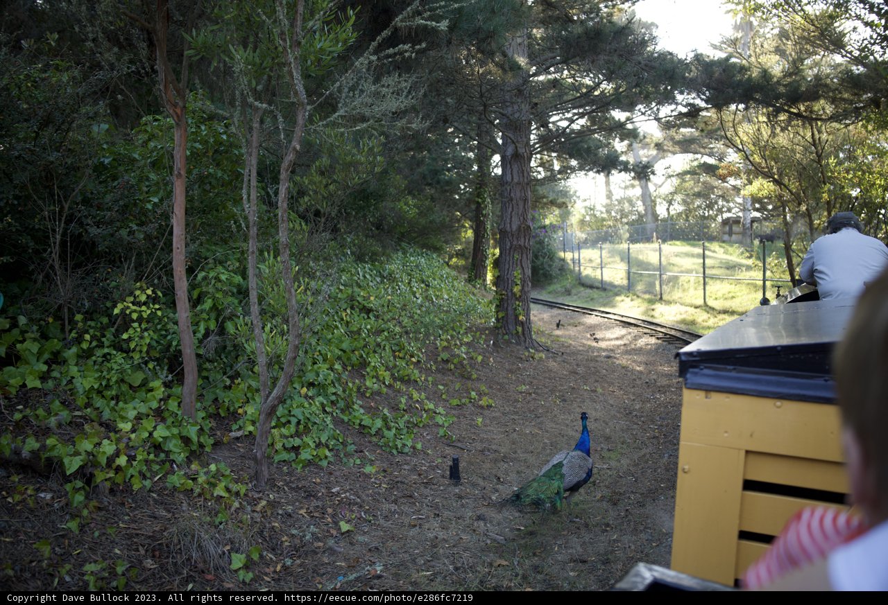 A Fascinating Feathered Encounter