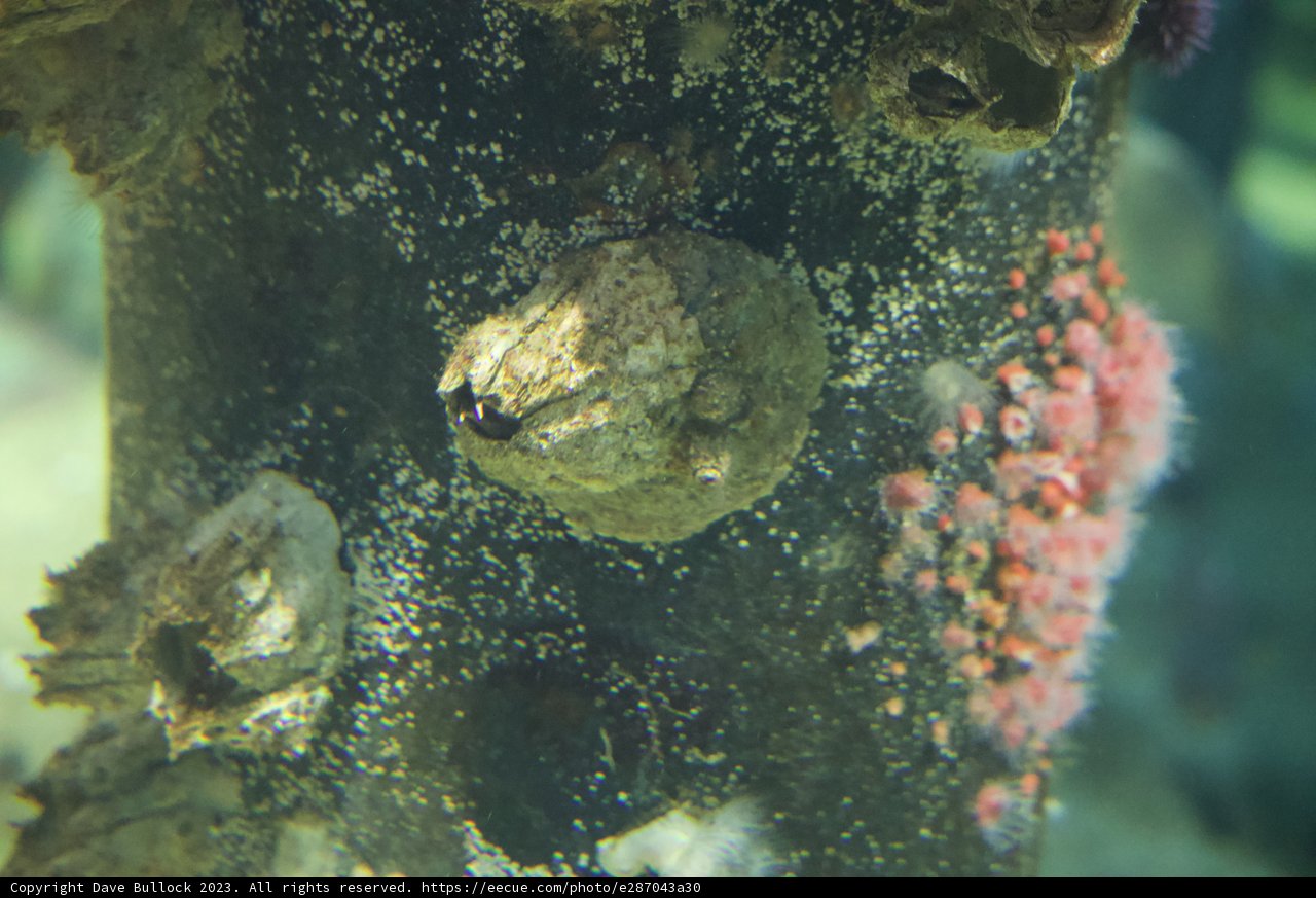 Vibrant Depths: The Algae Spectrum