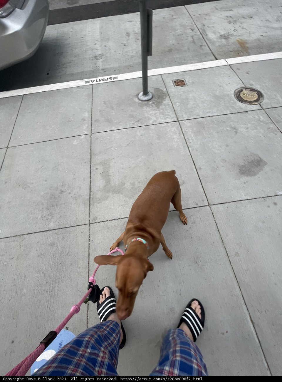 Walking the Dog in San Francisco
