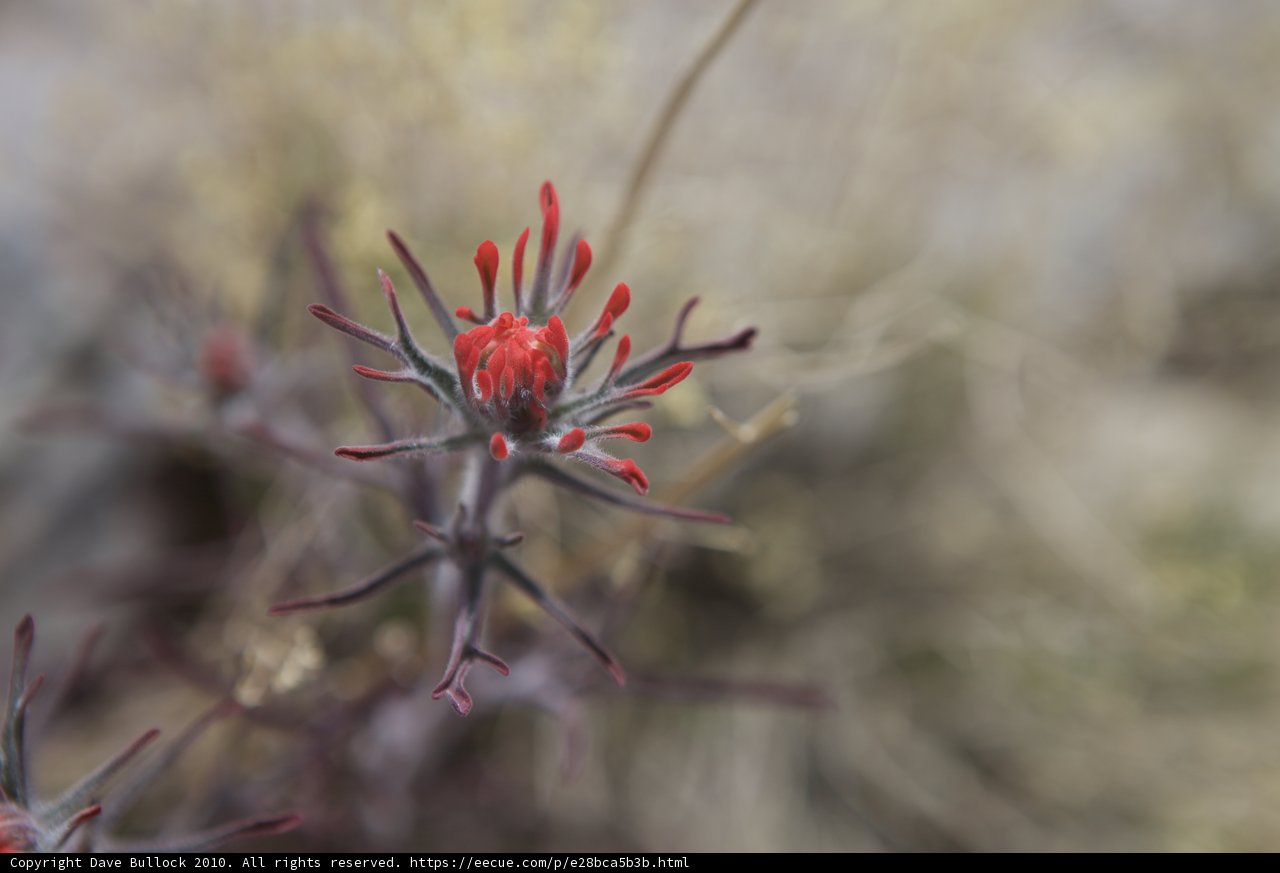Red Geranium Blossom Thrives in Desert Heat
