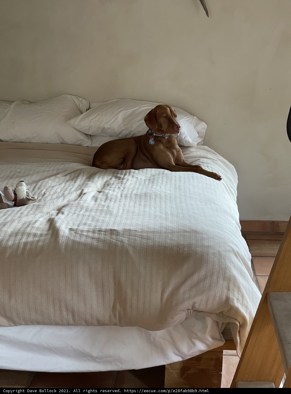 Comfy Canine on Cozy Bed