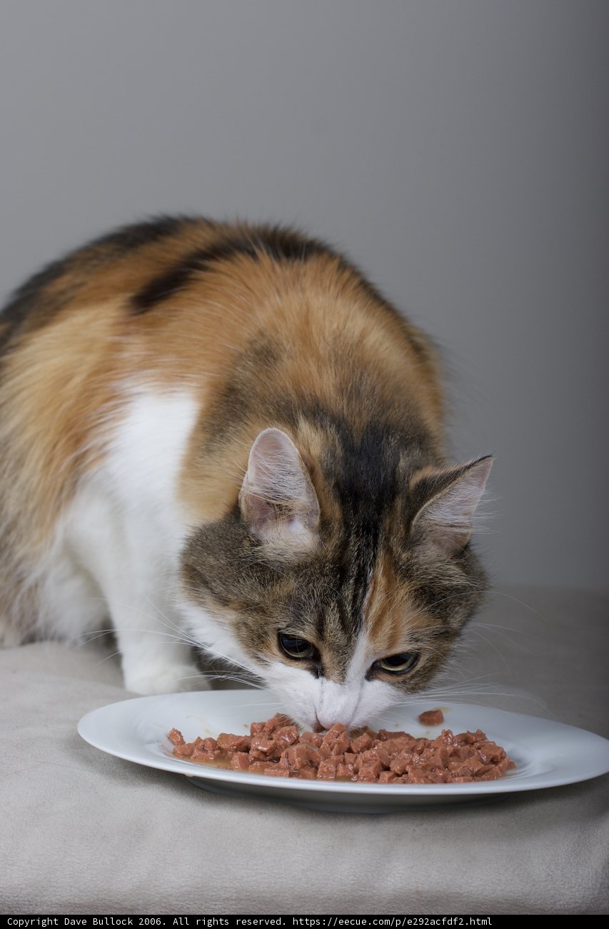 Hungry Kitty