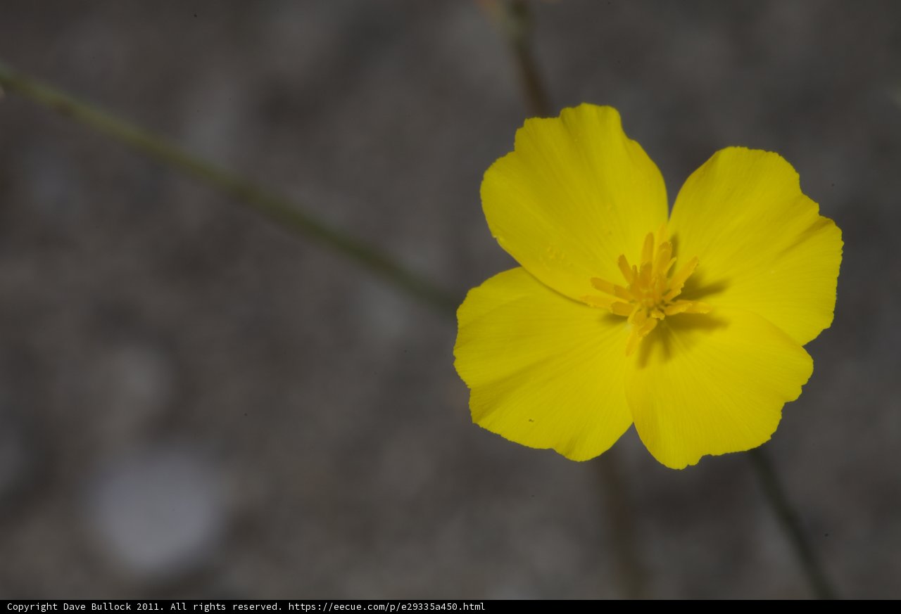Lone Geranium
