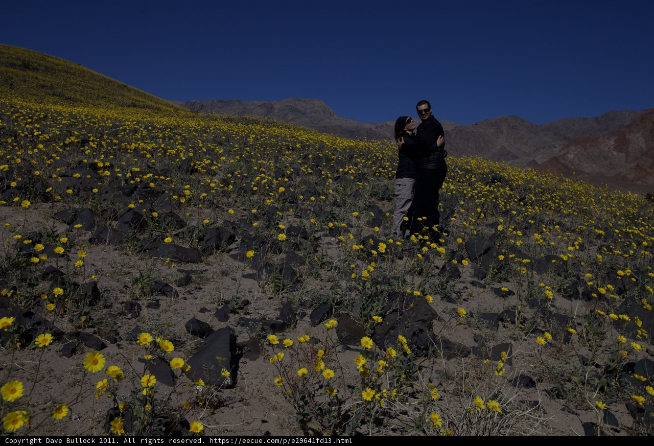 Field of Sunshine