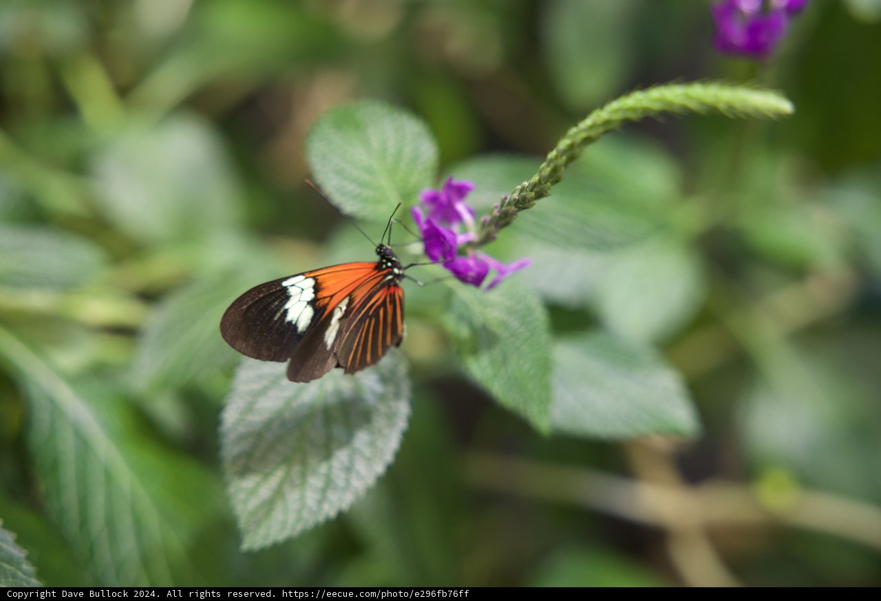 Monarch's Rest on the Geranium - March Visit to the Rainforest Dome