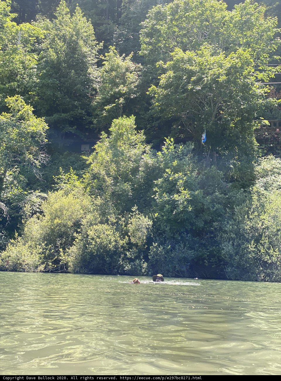 Summer Swim in the Russian River Forest