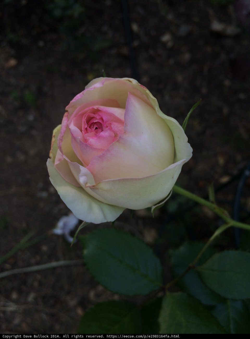 The Majestic Pink Rose in Altadena