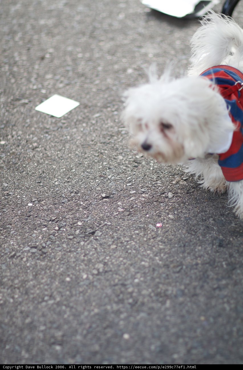 Small White Dog in a Dashing Shirt