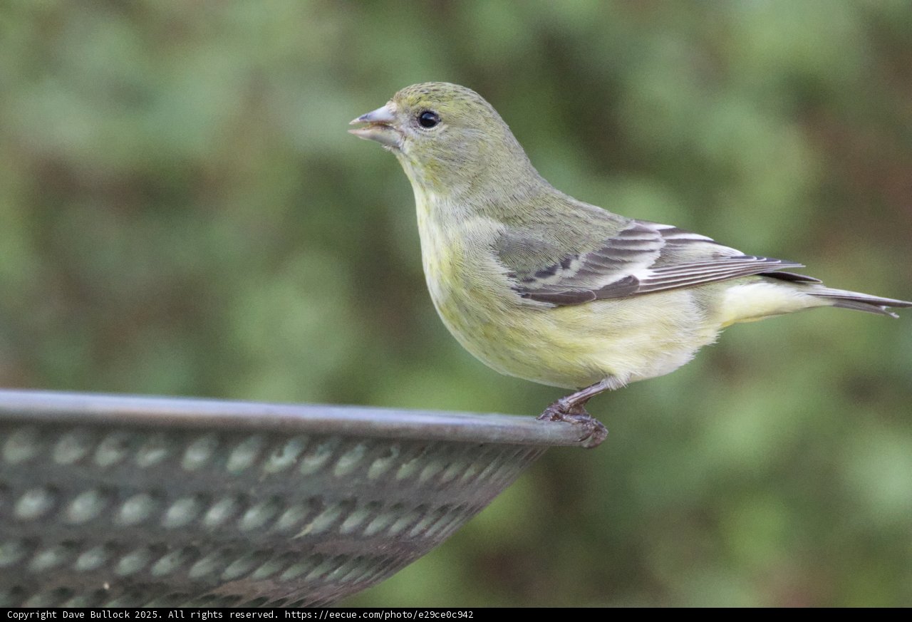 A Finch in Focus