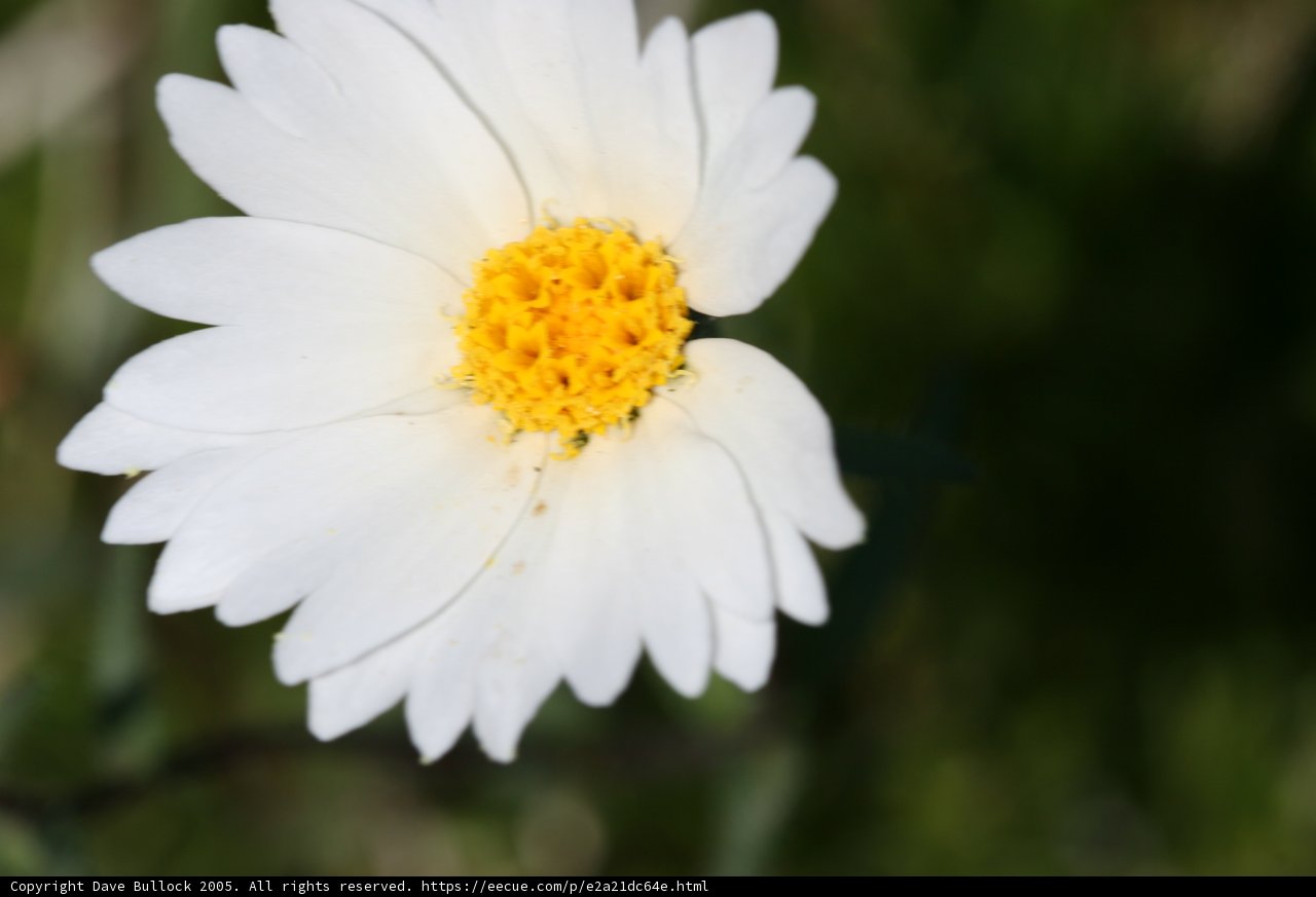 Peaceful Blooms in the Spring Fields