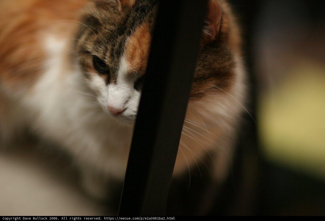 Feline Focus