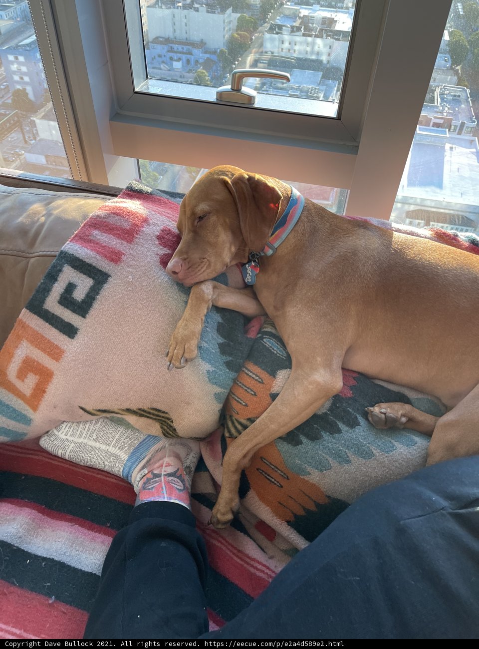 Cozy canines and comfy couches