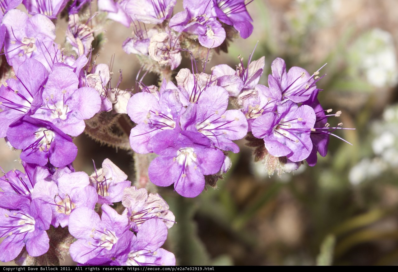 Desert Bloom