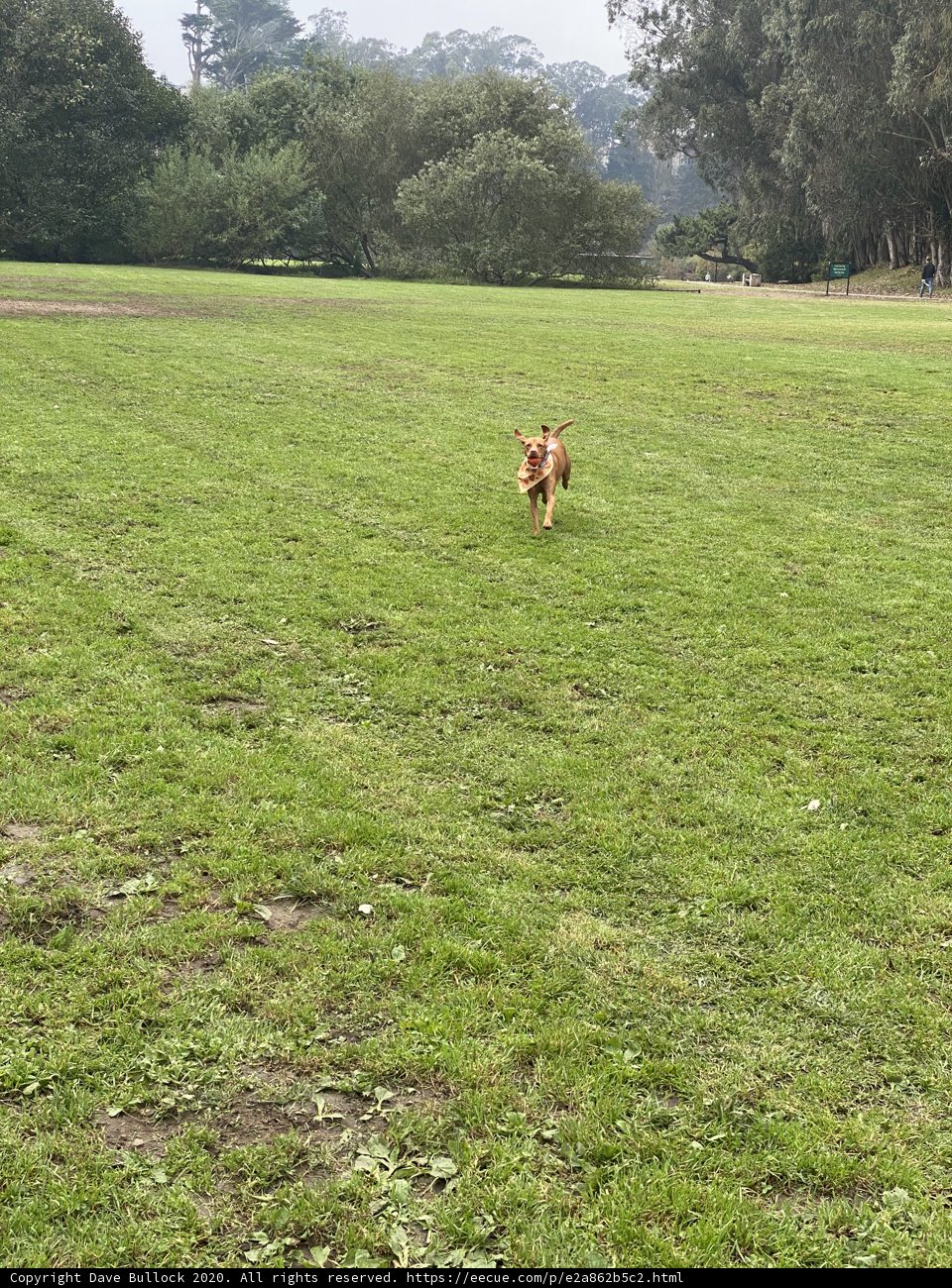 Running Free in the Grass