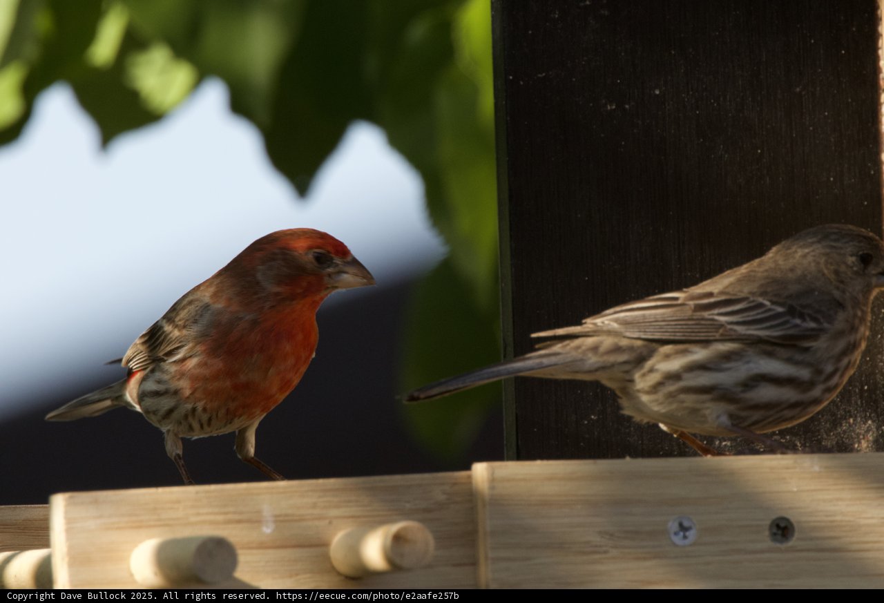 Feathered Companions at Dusk