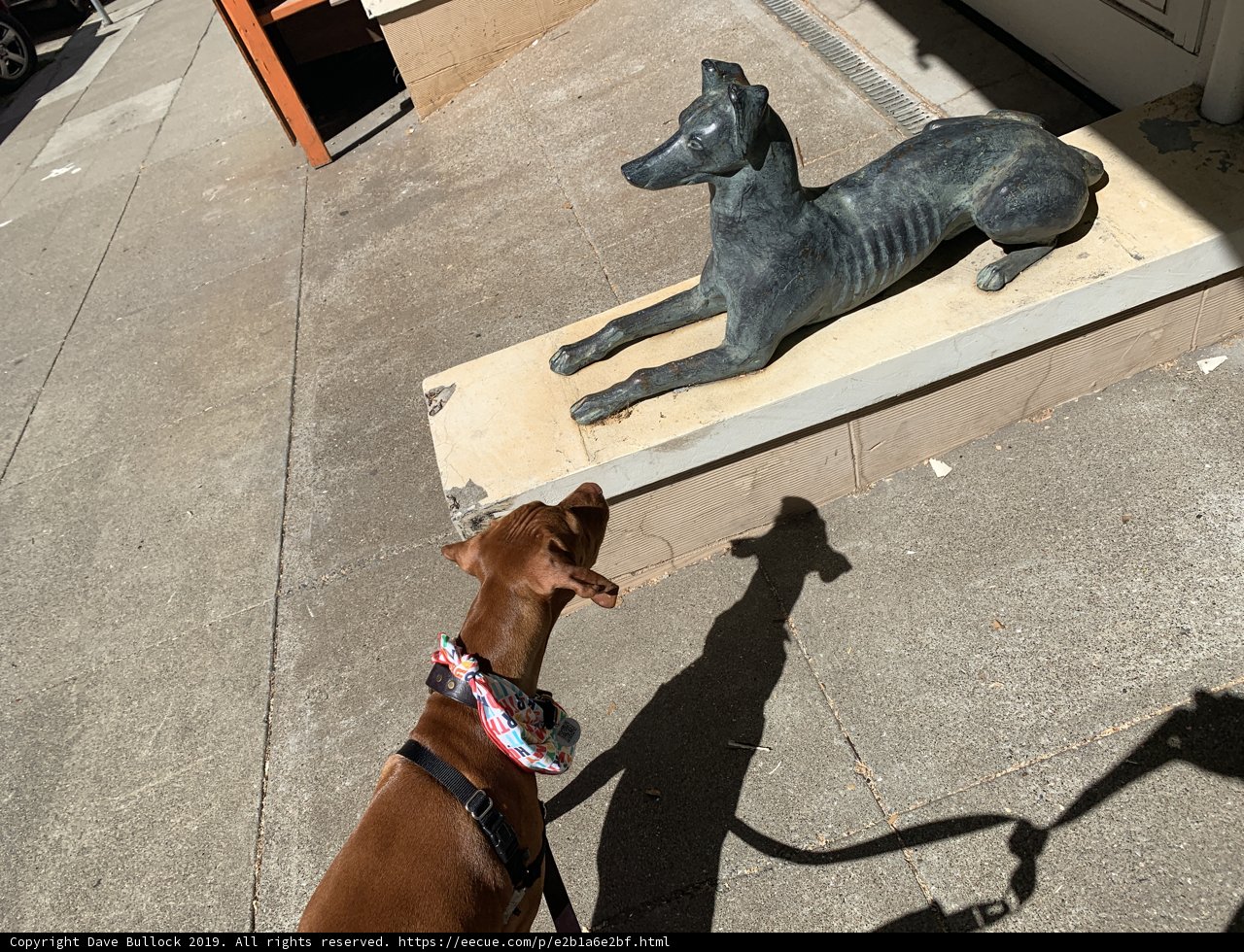Canine Contemplation