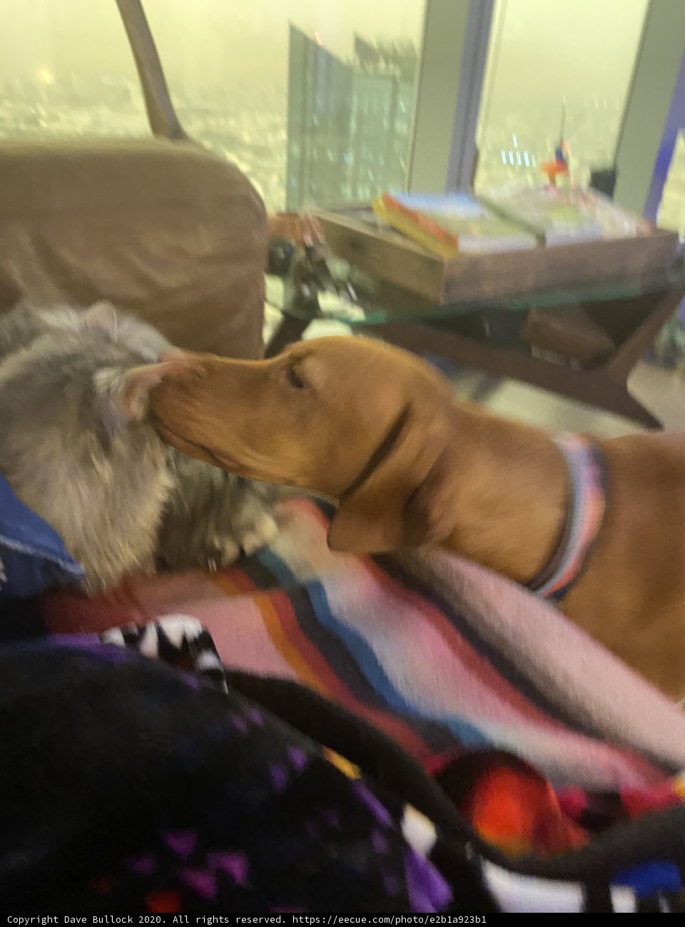 Cozy Companions