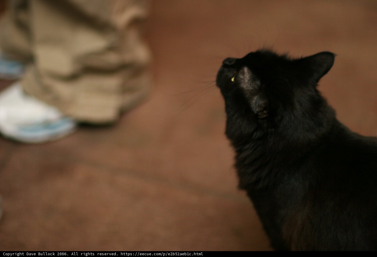 Curious Black Cat