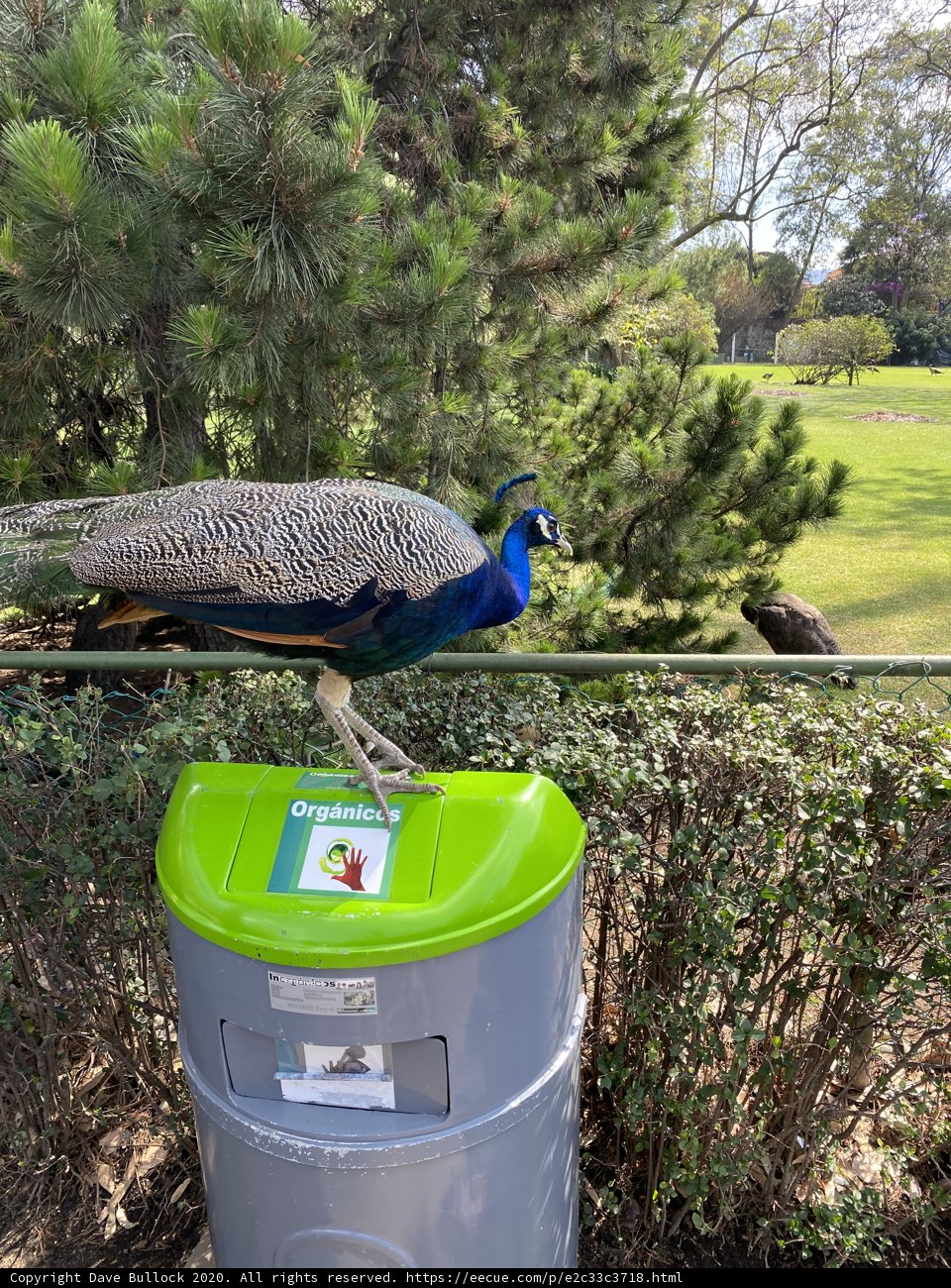 Peacock makes a royal perch atop a trash can