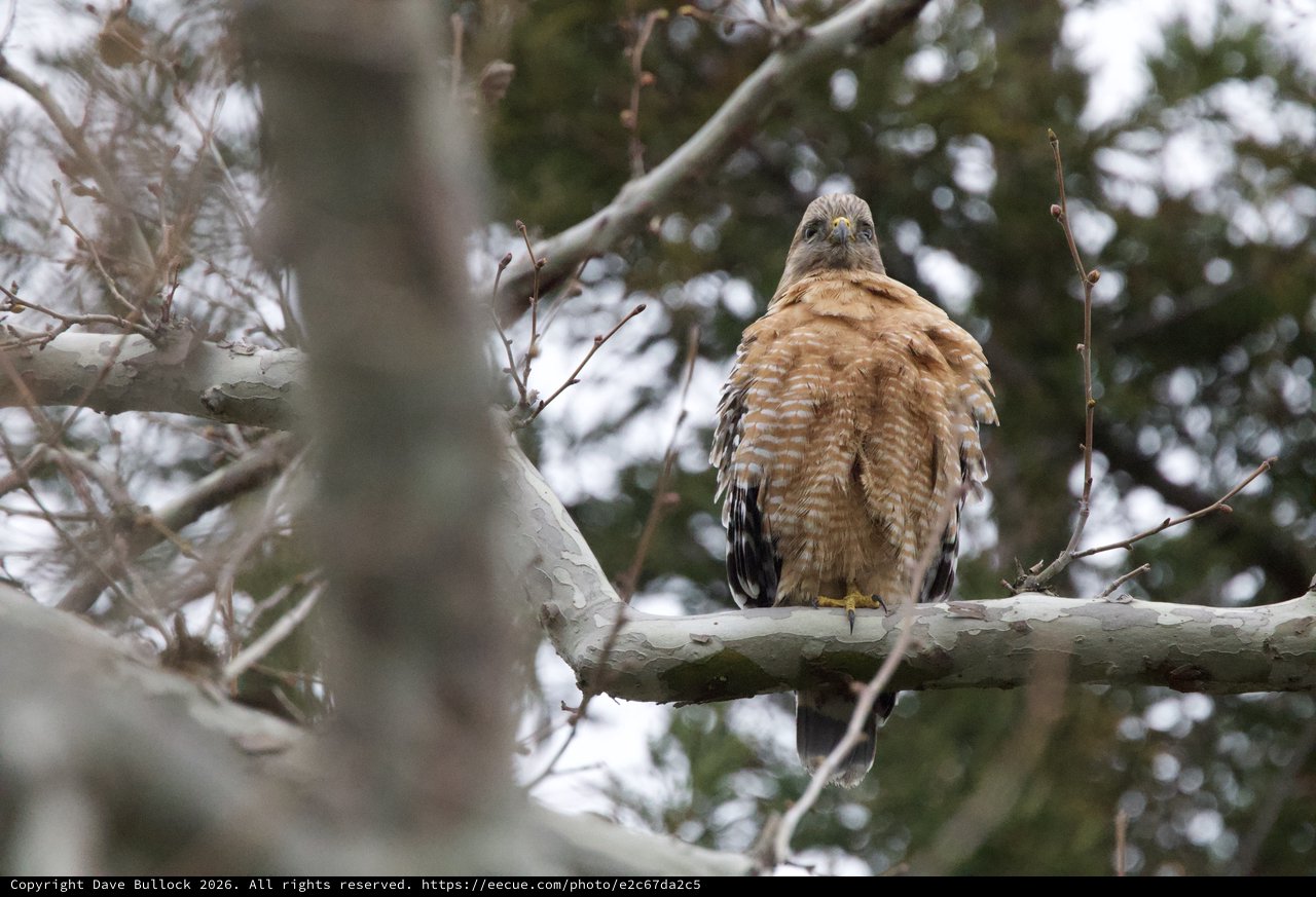 Red-shouldered Hawk Perched in Winter Tree