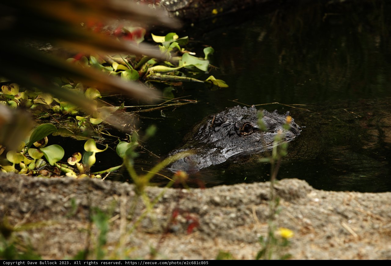 Meeting the Alligator at Oakland Zoo
