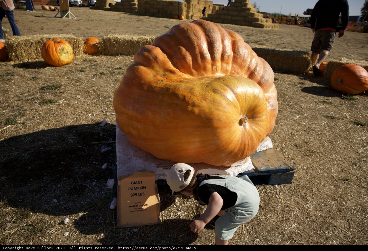 Wesley's Giant Pumpkin Discovery