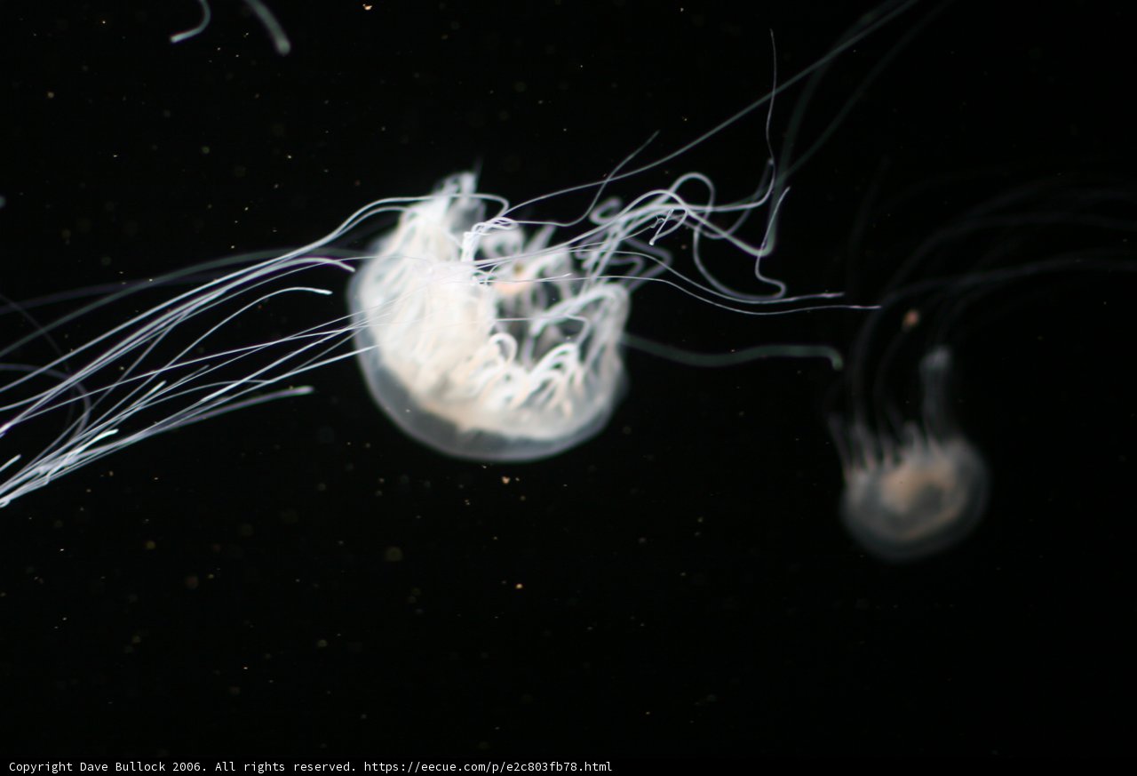 Glowing Underwater Beauty