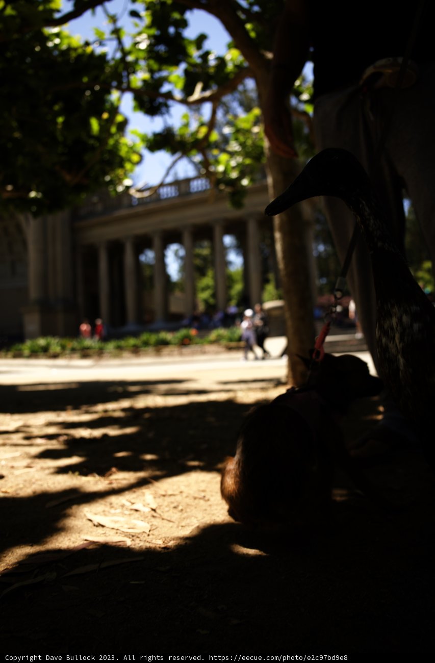 Unlikely Friends: A Day at the Park