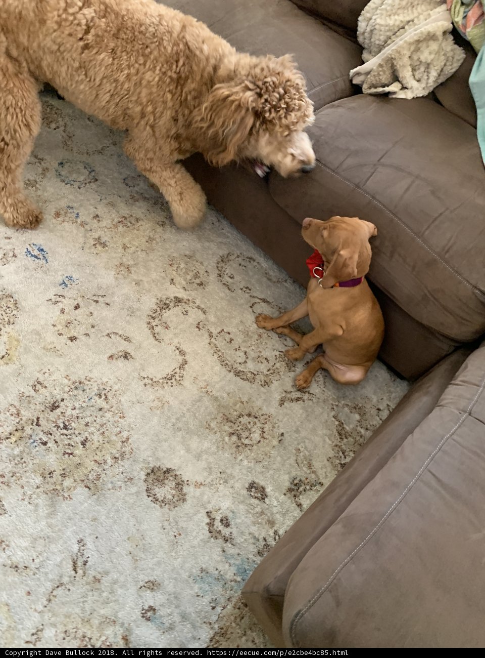 Poodle and Terrier Playtime