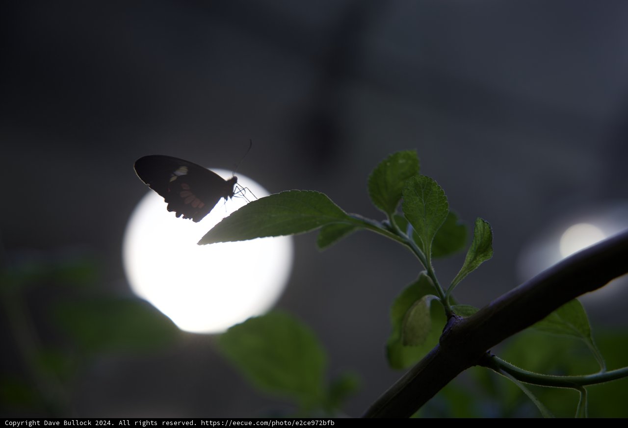 Moonlight Sonata: Nature's Nocturnal Dance
