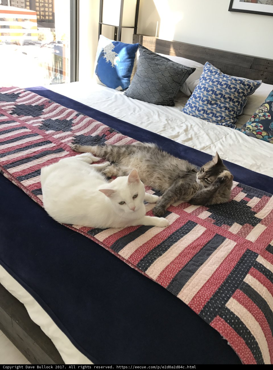 Two Cats Cozied Up on Bed with Quilt
