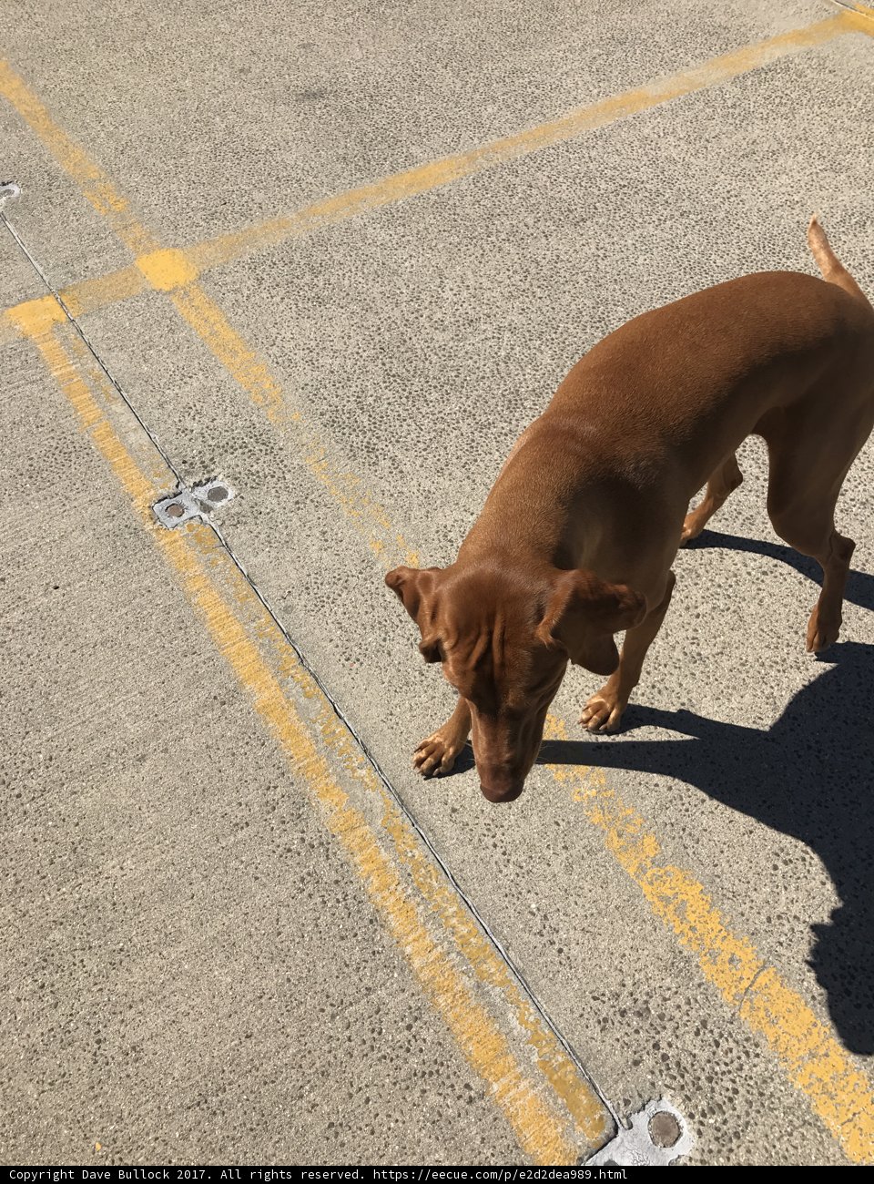 Furry Friend in the Parking Lot