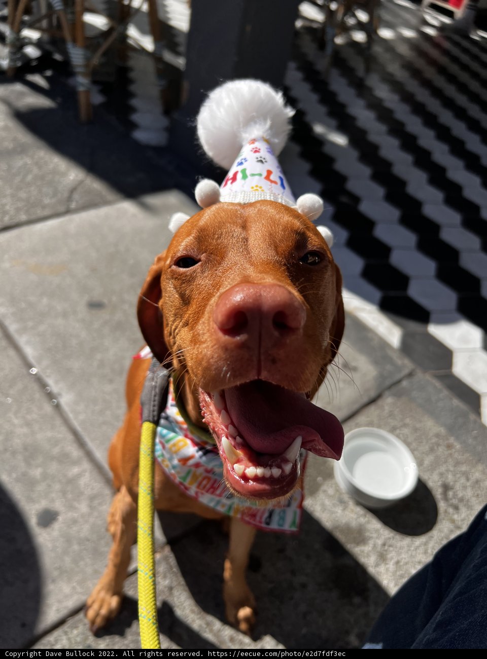 Happy Birthday Pupper!