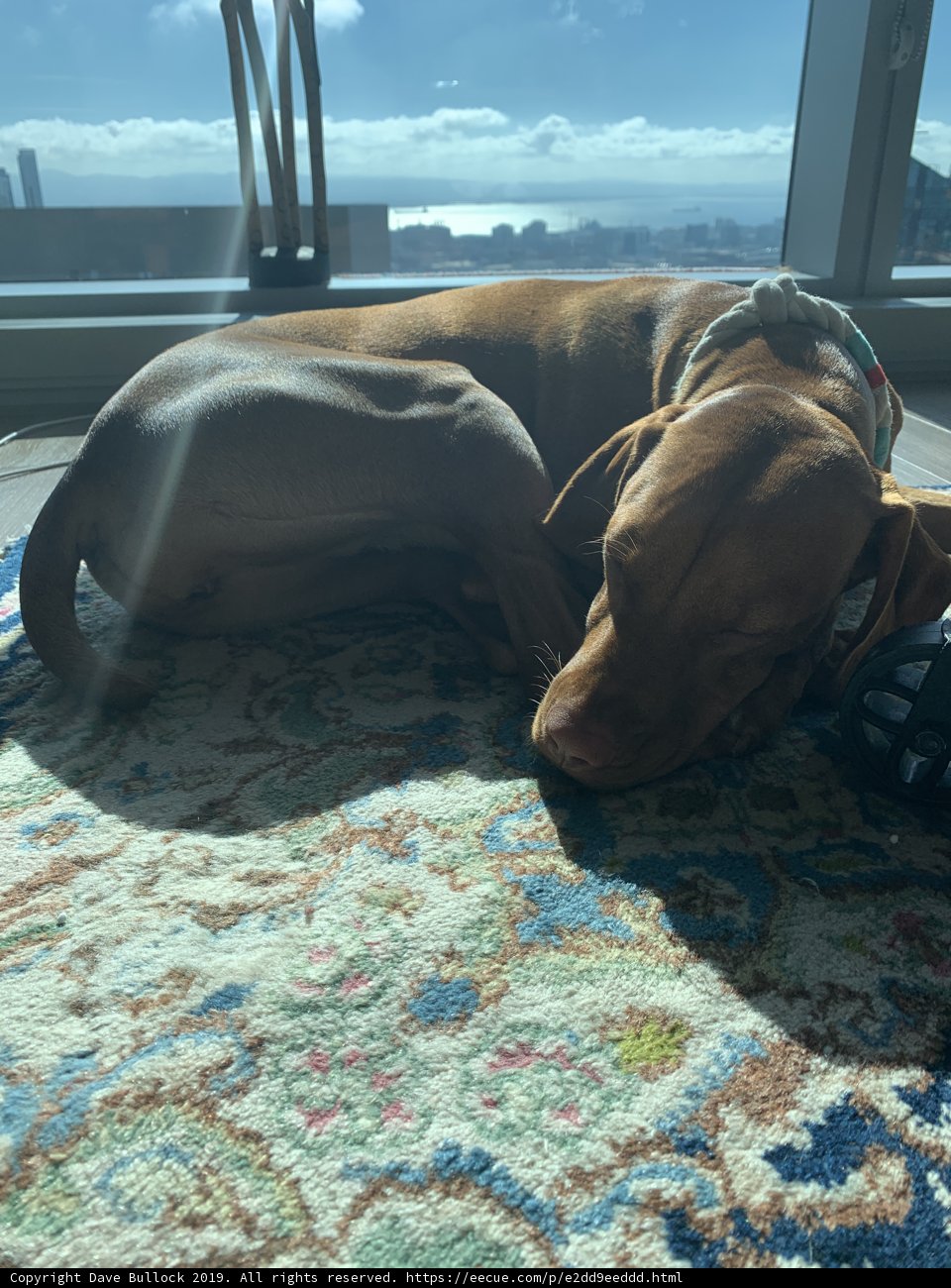Basset Hound Napping by the Window