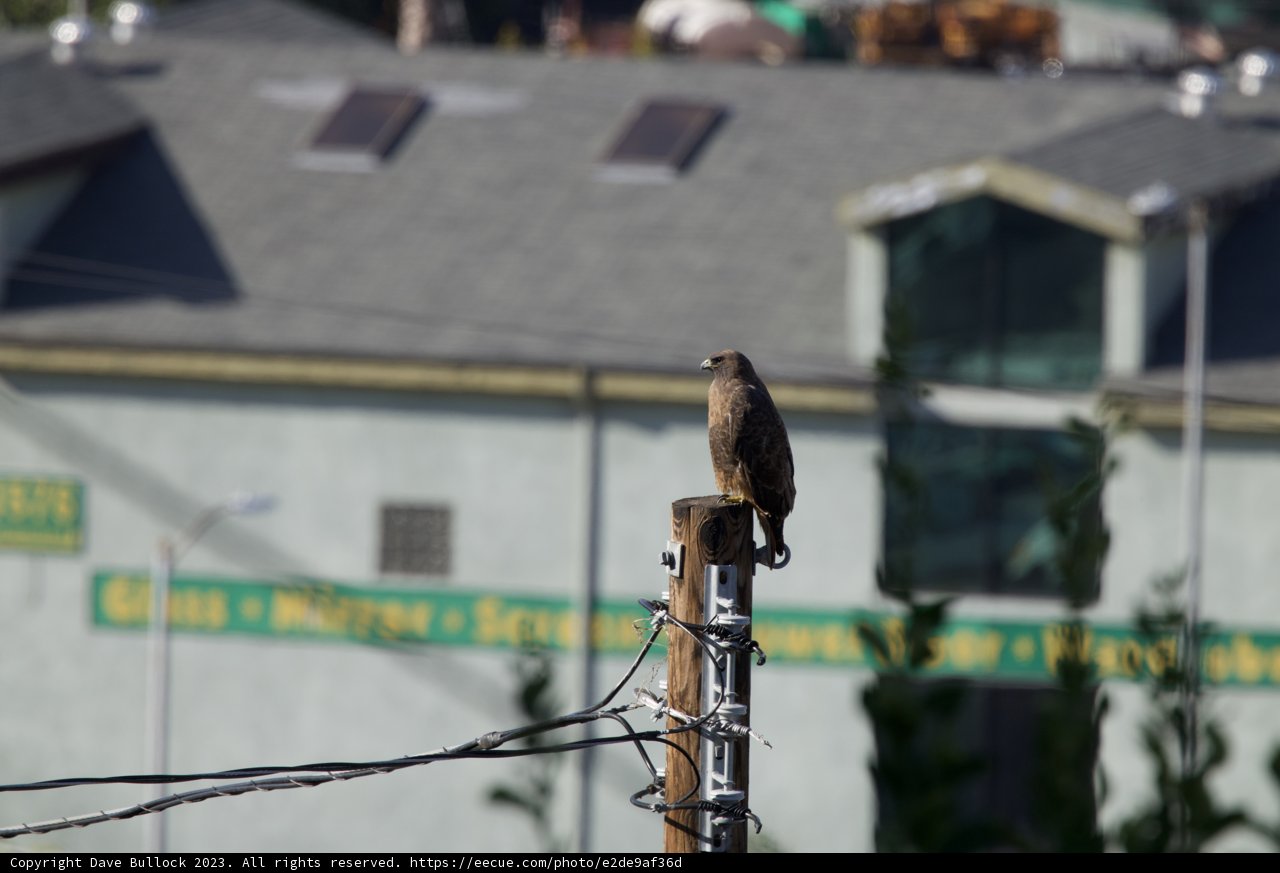 Majestic Perch in El Sereno