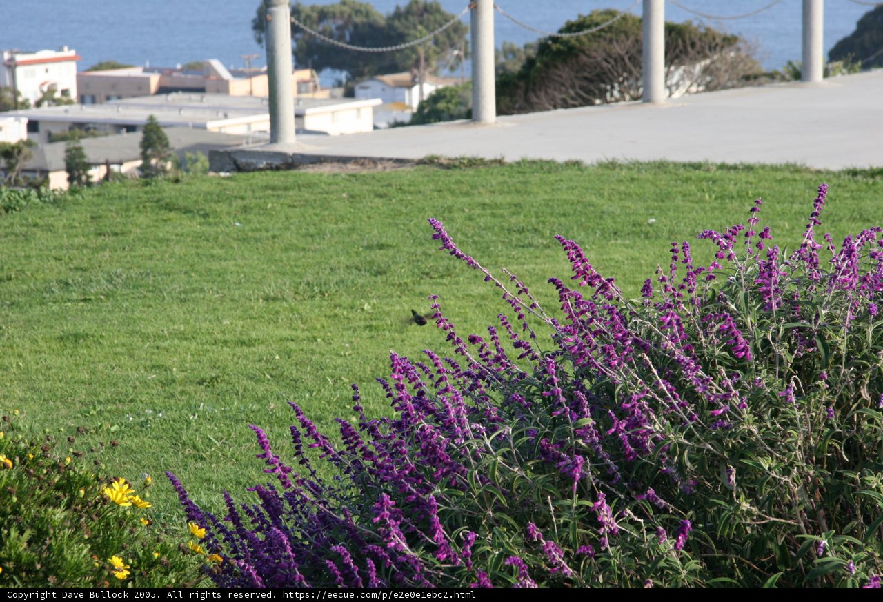 Purple Lupin Bird Watch