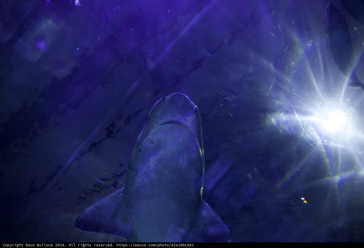 Midnight Swim: A Shark's Tale