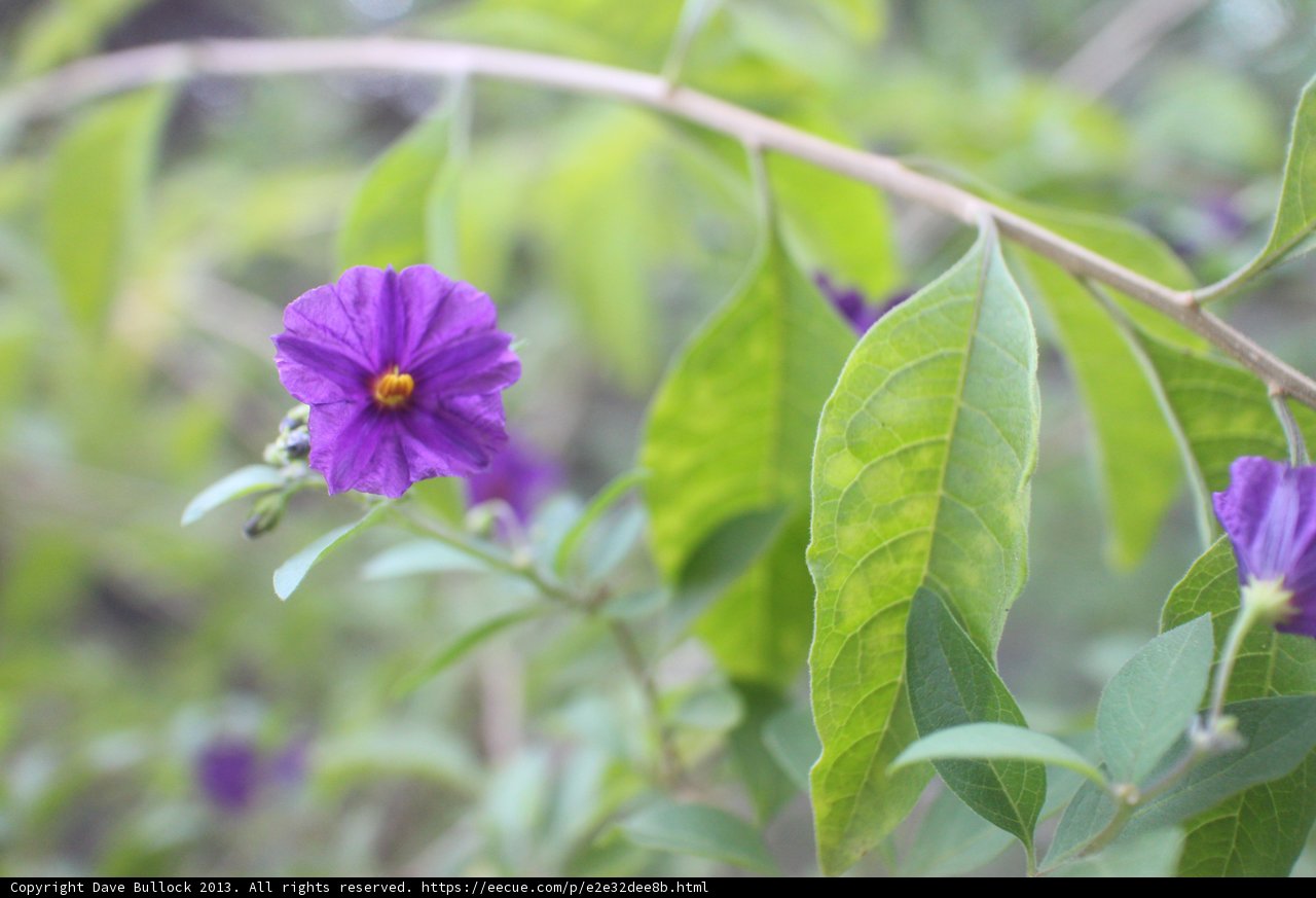 Purple Geranium